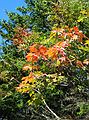 Sept. 26, 2004 - Camden Hills State Park, Maine.