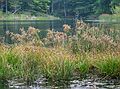 Oct. 2, 2004 - Great Bay National Wildlife Refuge, Newington, New Hampshire.<br />Along Peverly Pond Trail (1/2 mile loop).