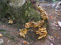 Oct. 10, 2004 - Dickey-Welch Trail, White Mountain National Forest, New Hampshire.<br />Mushrooms.