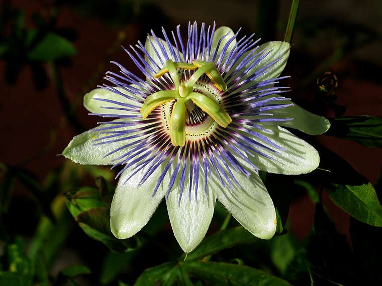 Oct. 28, 2004 - At John and Bonnie's, Newburyport, Massachusetts.<br />Passion Flower.