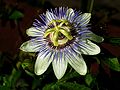 Oct. 28, 2004 - At John and Bonnie's, Newburyport, Massachusetts.<br />Passion Flower.