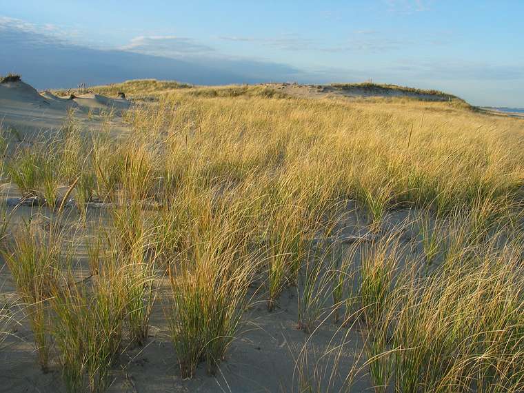 Nov. 10, 2004 - Parker River National Wildlife Refuge, Plum Island, Massachusetts.