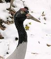 Nov. 16, 2004 - Stoneham Zoo, Stoneham, Massachusetts.<br />Black-necked crane.