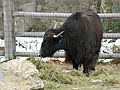 Nov. 16, 2004 - Stoneham Zoo, Stoneham, Massachusetts.<br />The yak - Mongols' general store and minivan.