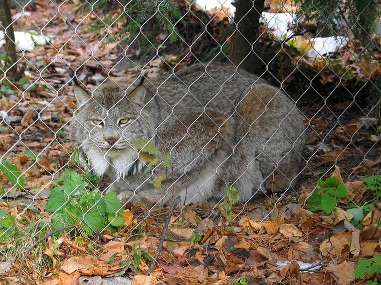 Nov. 16, 2004 - Stoneham Zoo, Stoneham, Massachusetts.<br />I was glad the fence was between us.