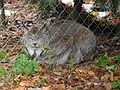Nov. 16, 2004 - Stoneham Zoo, Stoneham, Massachusetts.<br />I was glad the fence was between us.