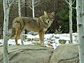 Nov. 16, 2004 - Stoneham Zoo, Stoneham, Massachusetts.<br />Coyote.