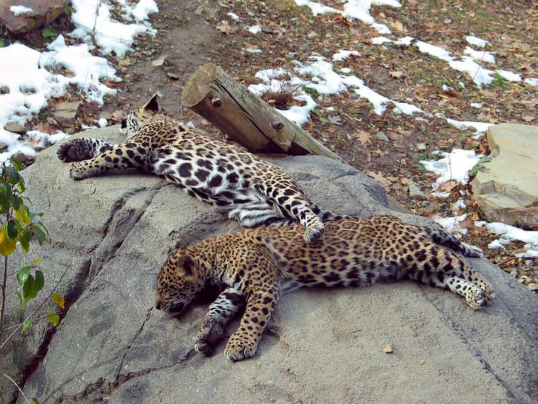 Nov. 16, 2004 - Stoneham Zoo, Stoneham, Massachusetts.