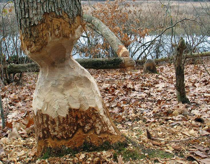 Nov. 21, 2004 - Audobon Ipswich River Wildlife Sanctuary, Topsfield, Massachusetts.<br />Beavers' work.