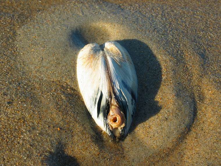 Nov. 23, 2004 - Parker River National Wildlife Refuge, Plum Island, Massachusetts.<br />The clam being photographed.