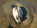 Nov. 23, 2004 - Parker River National Wildlife Refuge, Plum Island, Massachusetts.<br />The clam being photographed.