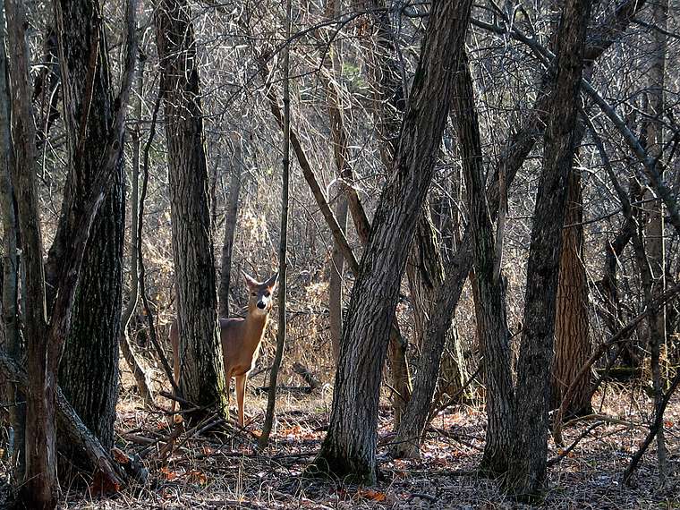 Dec. 4, 2004 - Topsfield, Massachusetts.<br />Get Outdoors New England walk at the Ipswich River Wildlife Sanctuary led by Gary Meehan.
