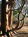 Dec. 4, 2004 - Topsfield, Massachusetts.<br />Get Outdoors New England walk at the Ipswich River Wildlife Sanctuary led by Gary Meehan.