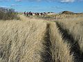 Dec. 5, 2004 - Cranes Beach, Ipswich, Massachusetts.<br />A Get Outdoors New England hike led by Barry Goldstein.