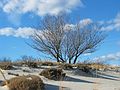 Dec. 5, 2004 - Cranes Beach, Ipswich, Massachusetts.<br />A Get Outdoors New England hike led by Barry Goldstein.