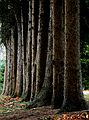 Dec. 6, 2004 - Maudslay State Park, Newburyport, Massachusetts.<br />Continuation of my attempt to fulfill Joyce's "Rhythm, not repetition" assignment with John Geesink.