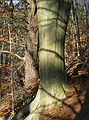 Dec. 8, 2004 - Maudslay State Park, Newburyport, Massachusetts.