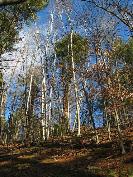 Dec. 8, 2004 - Maudslay State Park, Newburyport, Massachusetts.