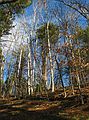 Dec. 8, 2004 - Maudslay State Park, Newburyport, Massachusetts.