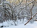 Dec. 21, 2004 - Maudslay State Park, Newburyport, Massachusetts.