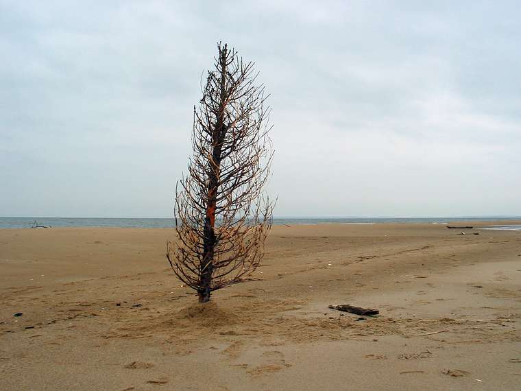 Dec. 31, 2004 - Parker River National Wildlife Refuge, Plum Island, Massachusetts.