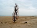 Dec. 31, 2004 - Parker River National Wildlife Refuge, Plum Island, Massachusetts.