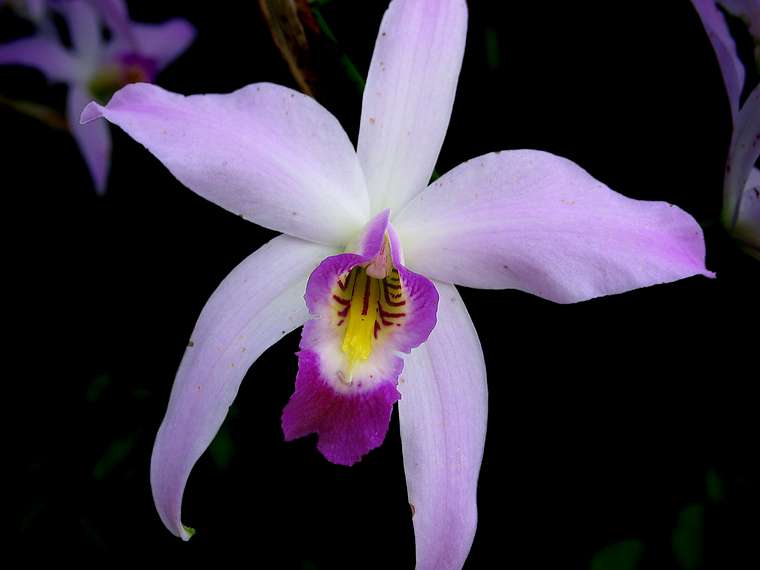 Jan. 9, 2005 - San Francisco, California.<br />At the Conservatory of Flowers in Golden Gate Park.