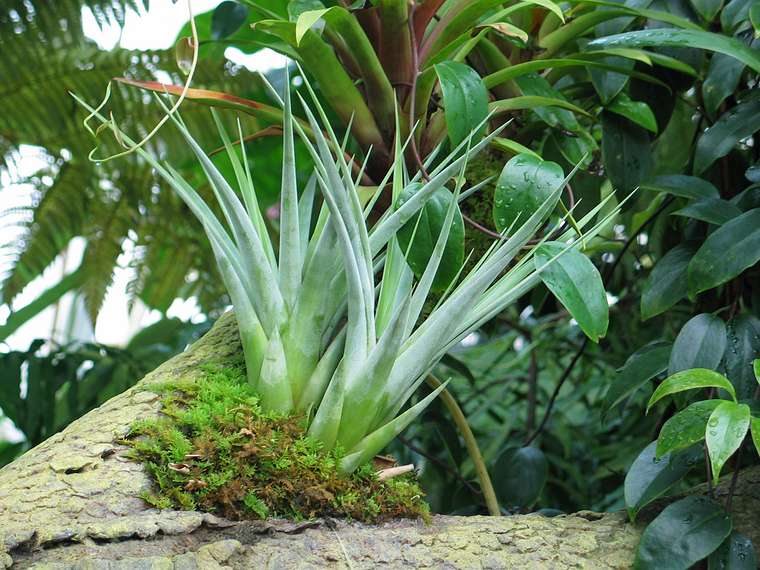Jan. 9, 2005 - San Francisco, California.<br />At the Conservatory of Flowers in Golden Gate Park.