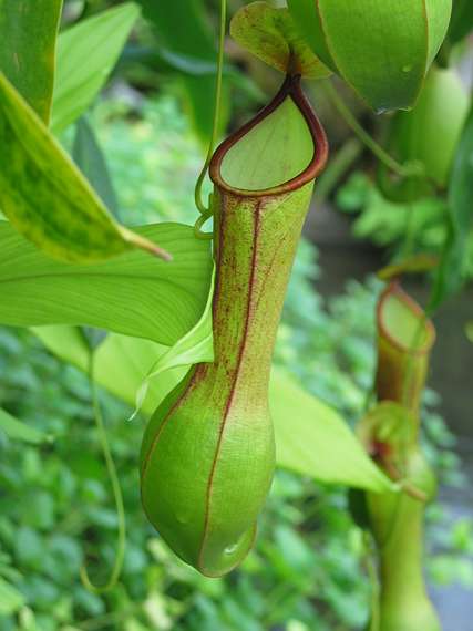 Jan. 9, 2005 - San Francisco, California.<br />At the Conservatory of Flowers in Golden Gate Park.<br />Pitcher plant.