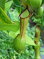 Jan. 9, 2005 - San Francisco, California.<br />At the Conservatory of Flowers in Golden Gate Park.<br />Pitcher plant.