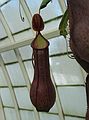 Jan. 9, 2005 - San Francisco, California.<br />At the Conservatory of Flowers in Golden Gate Park.<br />Another pitcher plant.