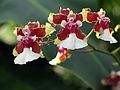 Jan. 9, 2005 - San Francisco, California.<br />At the Conservatory of Flowers in Golden Gate Park.<br />Spanish dancers?