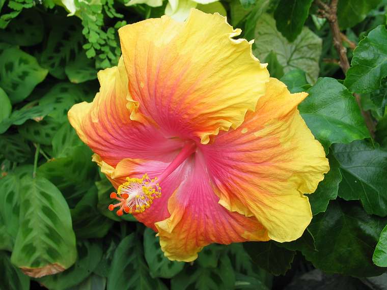 Jan. 9, 2005 - San Francisco, California.<br />At the Conservatory of Flowers in Golden Gate Park.<br />Hibiscus.