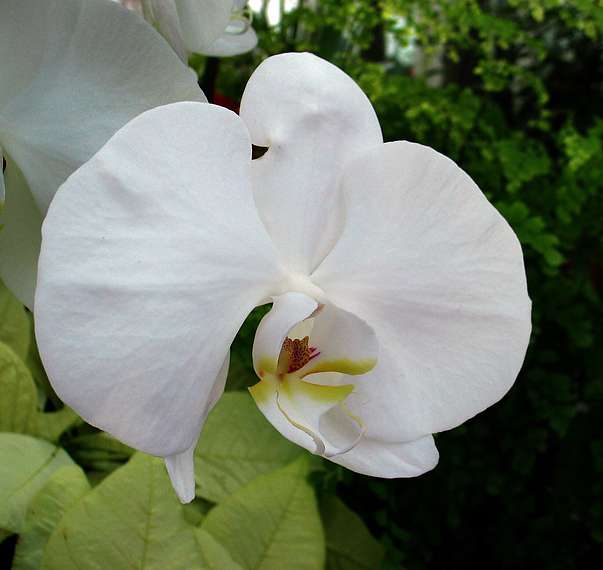 Jan. 9, 2005 - San Francisco, California.<br />At the Conservatory of Flowers in Golden Gate Park.