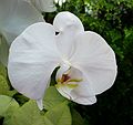 Jan. 9, 2005 - San Francisco, California.<br />At the Conservatory of Flowers in Golden Gate Park.