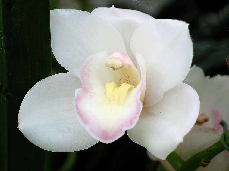 Jan. 9, 2005 - San Francisco, California.<br />At the Conservatory of Flowers in Golden Gate Park.