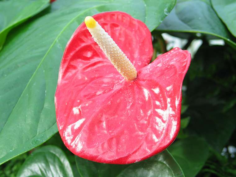 Jan. 9, 2005 - San Francisco, California.<br />At the Conservatory of Flowers in Golden Gate Park.
