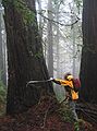 Jan. 10, 2005 - Redwood Regional Park, Oakland, California.<br />Joyce measuring the 124.5 inch circumference of the redwood.<br />(The biggest she measured for the day was 169 inches).