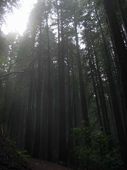 Jan. 10, 2005 - Redwood Regional Park, Oakland, California.