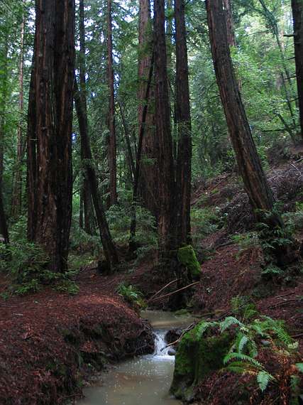 Jan. 10, 2005 - Redwood Regional Park, Oakland, California.