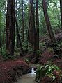 Jan. 10, 2005 - Redwood Regional Park, Oakland, California.