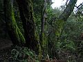 Jan. 10, 2005 - Redwood Regional Park, Oakland, California.