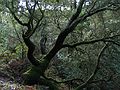 Jan. 10, 2005 - Redwood Regional Park, Oakland, California.<br />A madrone tree common to that area.