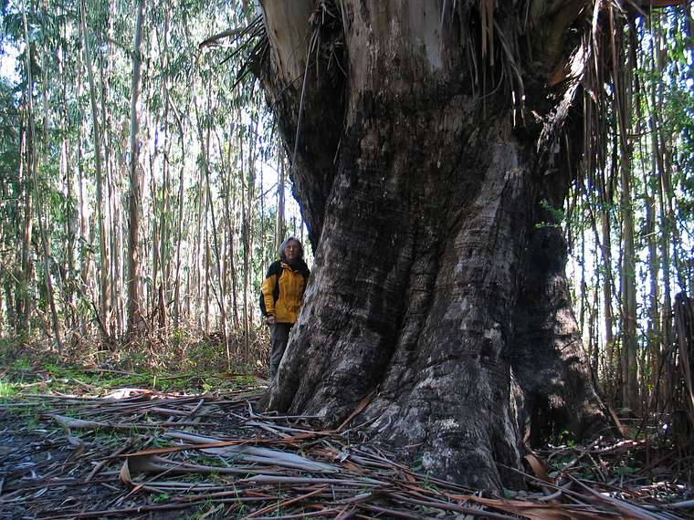 Jan. 12, 2005 - Point Reyes National Seashore near Bolinas, California.<br />Along the Palomarin trail.<br />Joyce next to an eucalyptus tree.