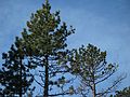 Jan. 15, 2005 - Along the south shore of Lake Tahoe at Camp Richardson, California.<br />Can you find the bald eagle?