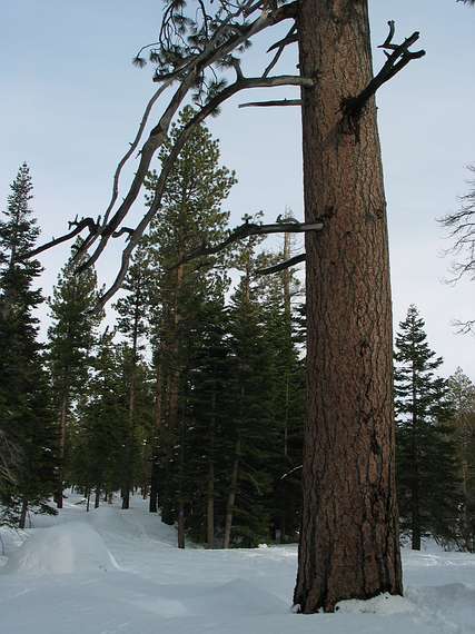 Jan. 15, 2005 - Along Taylor Creek between Lake Tahoe and Fallen Leaf Lake.<br />Pine whose circumference Joyce measured.