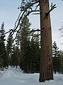 Jan. 15, 2005 - Along Taylor Creek between Lake Tahoe and Fallen Leaf Lake.<br />Pine whose circumference Joyce measured.