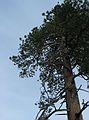 Jan. 15, 2005 - Along Taylor Creek between Lake Tahoe and Fallen Leaf Lake.<br />Top of same pine.