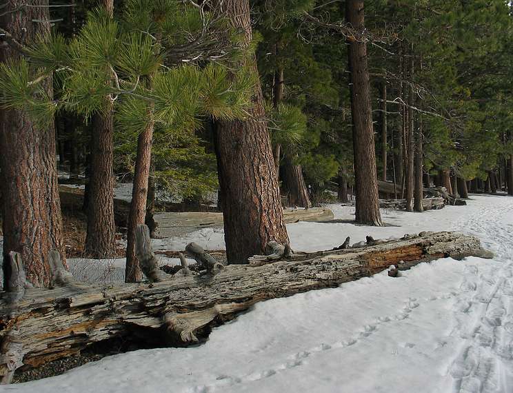 Jan. 16, 2005 - In the vicinity of Fallen Leaf Lake just south of Lake Tahoe, California.<br />Fallen tree along Fallen Leaf Trail.