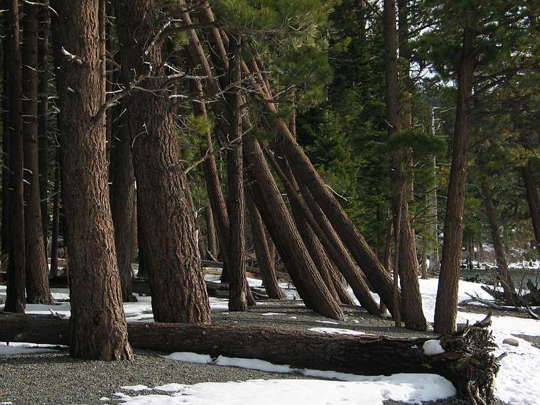Jan. 16, 2005 - In the vicinity of Fallen Leaf Lake just south of Lake Tahoe, California.